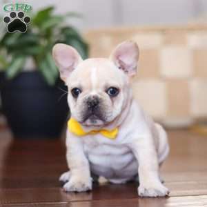 Toby, French Bulldog Puppy
